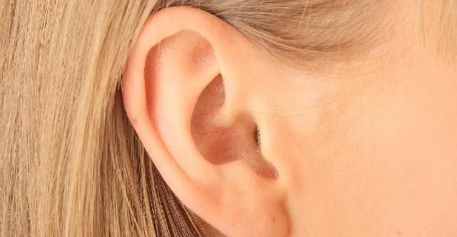 New ear created from ribs